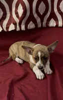 Casey, a male Rat Terrier and Pembroke Welsh Corgi for sale in East Rochester, NY – 2 of 7