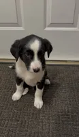 Blake , a male Border Collie for sale in East Rochester, NY – 6 of 6