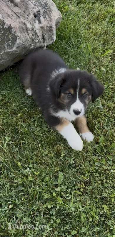 Bridges  – Australian Shepherd puppy for sale in East Rochester, NY