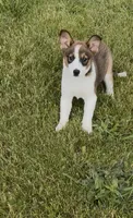 Chelly, a female Australian Shepherd and Border Collie for sale in East Rochester, NY – 4 of 4