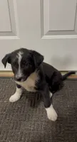 Trixie , a female Border Collie for sale in East Rochester, NY – 3 of 5