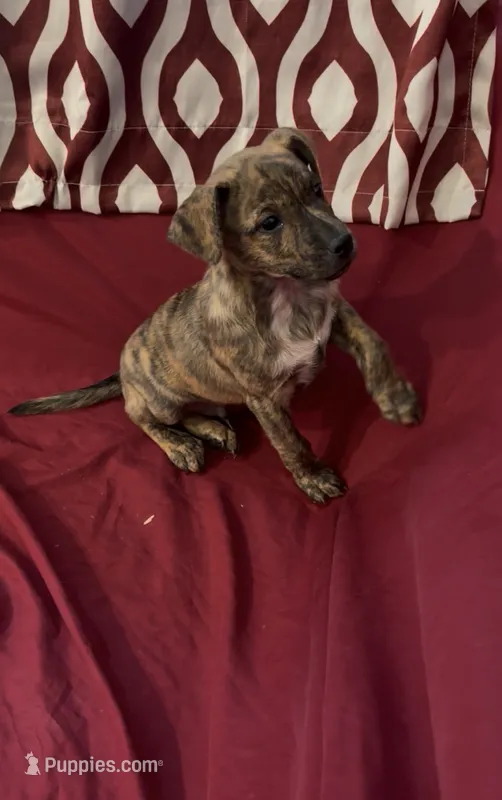 Charles  – Rat Terrier, Pembroke Welsh Corgi puppy for sale in East Rochester, NY