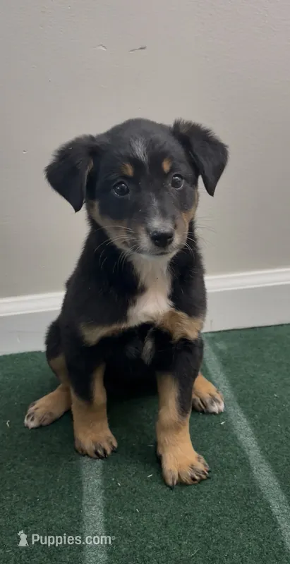 Trixie – Australian Shepherd, Border Collie puppy for sale in East Rochester, NY