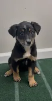 Trixie, a female Australian Shepherd and Border Collie for sale in East Rochester, NY – 1 of 5