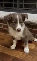 Ryan, a male Miniature Australian Shepherd for sale in East Rochester, NY – 9 of 10