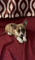 Casey, a male Rat Terrier and Pembroke Welsh Corgi for sale in East Rochester, NY – 6 of 7