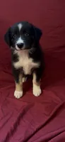 Kimmy, a female Australian Shepherd for sale in East Rochester, NY – 9 of 9