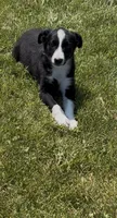 Donna , a female Border Collie for sale in East Rochester, NY – 5 of 6