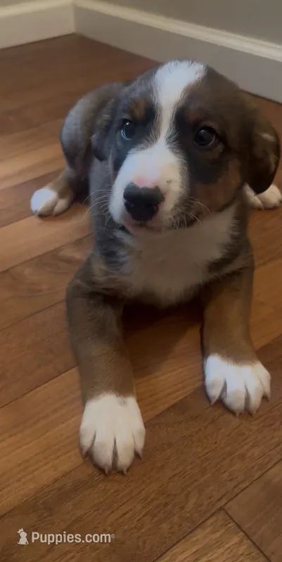 Greg  – Australian Cattle Dog, Australian Shepherd puppy for sale in East Rochester, NY