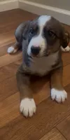 Greg , a male Australian Cattle Dog and Australian Shepherd for sale in East Rochester, NY – 1 of 5