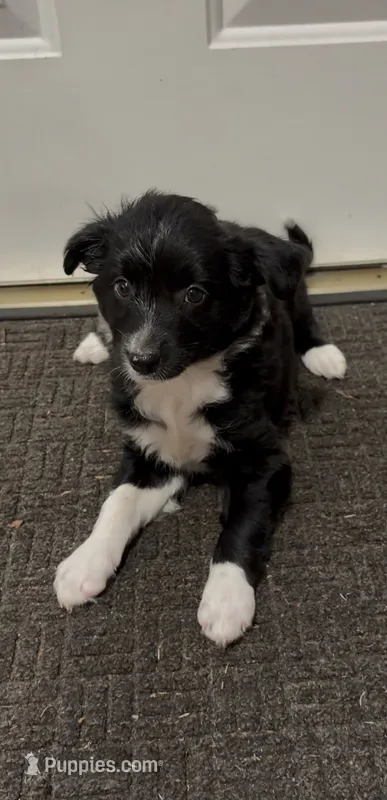 Daisy  – Border Collie, Miniature Australian Shepherd puppy for sale in East Rochester, NY