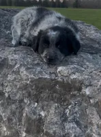 Oreo, a male Australian Shepherd and Border Collie for sale in East Rochester, NY – Photo 2 of 6