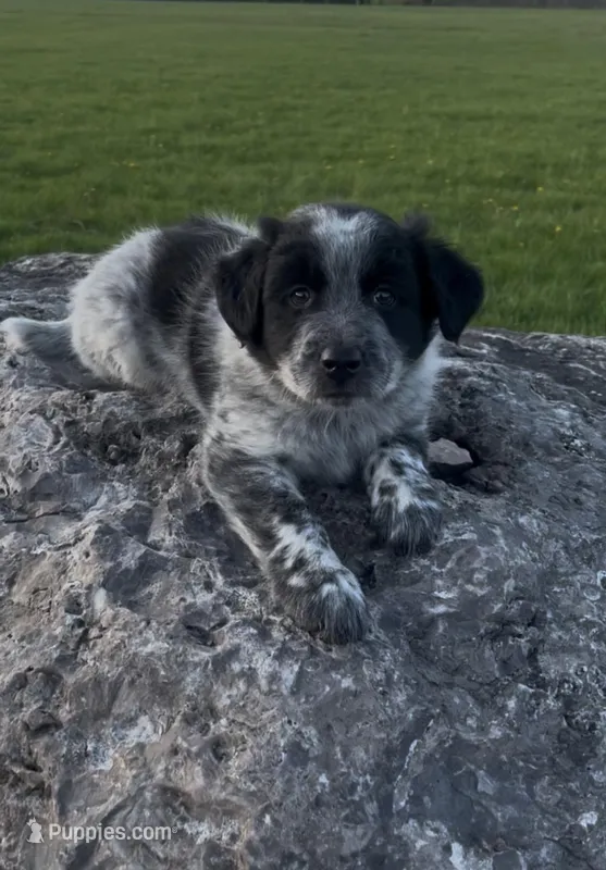 Oreo – Australian Shepherd, Border Collie puppy for sale in East Rochester, NY