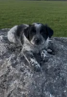 Oreo, a male Australian Shepherd and Border Collie for sale in East Rochester, NY – Photo 1 of 6