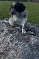 Oreo, a male Australian Shepherd and Border Collie for sale in East Rochester, NY – Photo 3 of 6