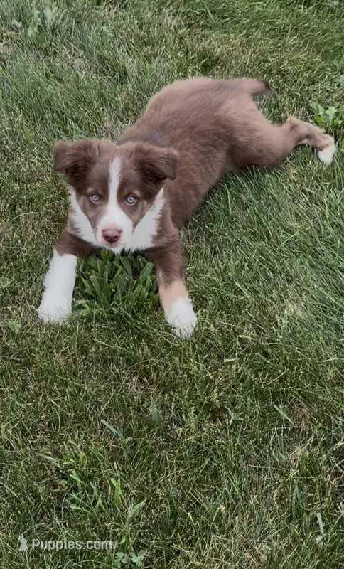 Ryan – Miniature Australian Shepherd puppy for sale in East Rochester, NY