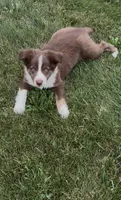 Ryan, a male Miniature Australian Shepherd for sale in East Rochester, NY – 1 of 10