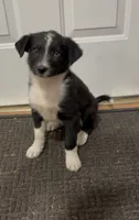Trixie , a female Border Collie for sale in East Rochester, NY – 4 of 5