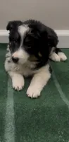 Daisy , a female Australian Shepherd for sale in East Rochester, NY – 5 of 5