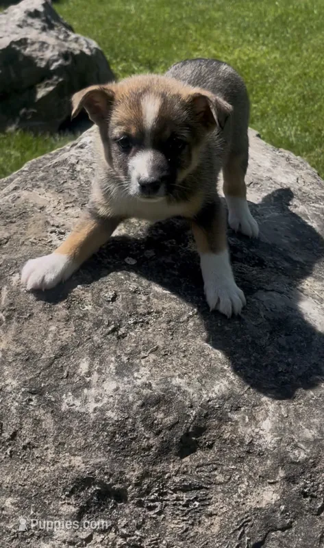 Belle – Norwegian Elkhound, Miniature Australian Shepherd puppy for sale in East Rochester, NY