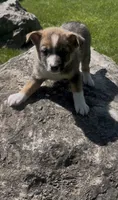 Belle, a male Norwegian Elkhound and Miniature Australian Shepherd for sale in East Rochester, NY – 1 of 4