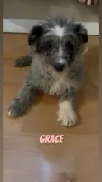 Grace , a female Australian Shepherd and Poodle - Miniature  for sale in Webster, NY – Photo 4 of 5