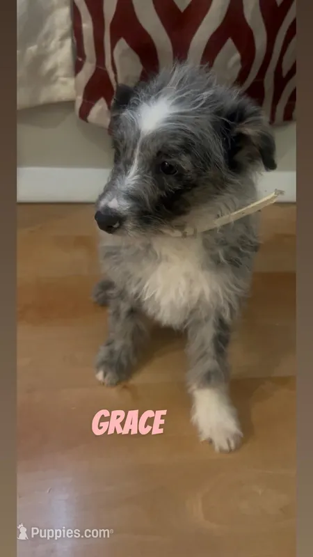 Grace  – Australian Shepherd, Poodle - Miniature  puppy for sale in Webster, NY