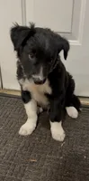 Tank, a male Border Collie for sale in East Rochester, NY – 5 of 5