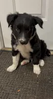 Tank, a male Border Collie for sale in East Rochester, NY – 2 of 5