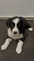 Blake , a male Border Collie for sale in East Rochester, NY – 2 of 6
