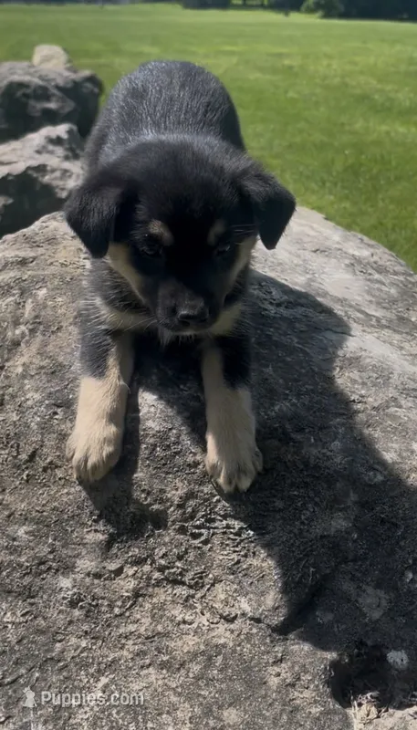 Becca  – Norwegian Elkhound, Miniature Australian Shepherd puppy for sale in East Rochester, NY