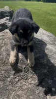 Becca , a male Norwegian Elkhound and Miniature Australian Shepherd for sale in East Rochester, NY – 1 of 3