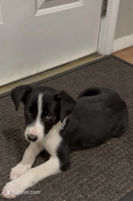 Chase – Border Collie, Miniature Australian Shepherd puppy for sale in East Rochester, NY