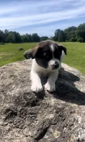 Bron , a male Norwegian Elkhound and Miniature Australian Shepherd for sale in East Rochester, NY – 3 of 6