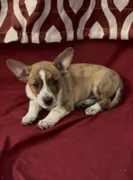 Casey, a male Rat Terrier and Pembroke Welsh Corgi for sale in East Rochester, NY – 5 of 7