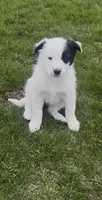 Lulu, a female Border Collie and Great Pyrenees for sale in East Rochester, NY – Photo 5 of 7