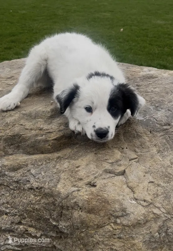 Lulu – Border Collie, Great Pyrenees puppy for sale in East Rochester, NY