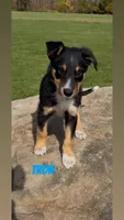 Tron, a male Australian Shepherd and Border Collie for sale in East Rochester, NY – 5 of 7