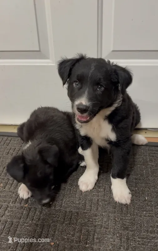 Tank – Border Collie puppy for sale in East Rochester, NY