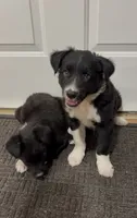 Tank, a male Border Collie for sale in East Rochester, NY – 3 of 5