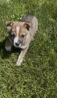 Belle, a male Norwegian Elkhound and Miniature Australian Shepherd for sale in East Rochester, NY – 2 of 4