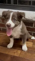 Ryan, a male Miniature Australian Shepherd for sale in East Rochester, NY – 8 of 10