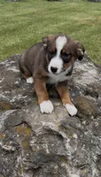 Greg , a male Australian Cattle Dog and Australian Shepherd for sale in East Rochester, NY – 9 of 9