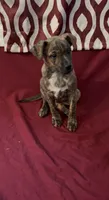Charles , a male Rat Terrier and Pembroke Welsh Corgi for sale in East Rochester, NY – 2 of 6