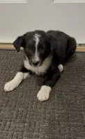 Trixie , a female Border Collie for sale in East Rochester, NY – 5 of 5