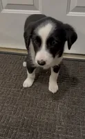 Blake , a male Border Collie for sale in East Rochester, NY – 4 of 6