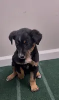 Trixie, a female Australian Shepherd and Border Collie for sale in East Rochester, NY – 3 of 5