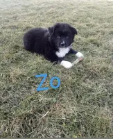 Zo, a male Border Collie and Miniature Australian Shepherd for sale in Webster, NY – Photo 2 of 3