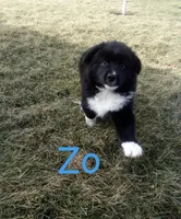 Zo, a male Border Collie and Miniature Australian Shepherd for sale in Webster, NY – Photo 3 of 3