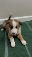Bella , a female Australian Shepherd and Border Collie for sale in East Rochester, NY – 3 of 5